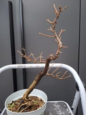  Japanese Larch Bonsai Tree
