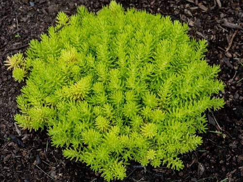Sedum lemon coral - sedum, 'lemon