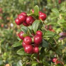 Fruit Plant, Cranberry 'Pilgrim', 1.7L Potted, Evergreen, Trailing Berry Bush