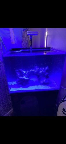 Aqua one fish tank - fish,