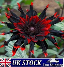 Moulin Rouge, Rare Red and