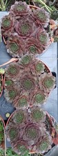 Sempervivum Purple Passion