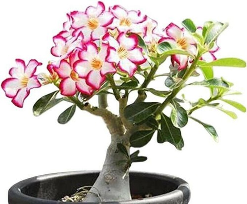 Pink desert rose - bonsai,