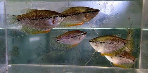Group pearl gouramis - of, 6