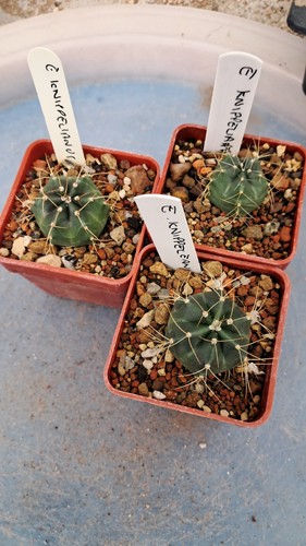 Echinocereus knippelianus - ,