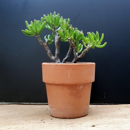 Crassula ovata gollum jade - crassula,