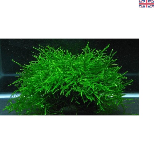 Natural 10g java moss - natural, –