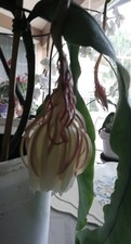 Epiphyllum oxypetalum rare - oxypetalum,