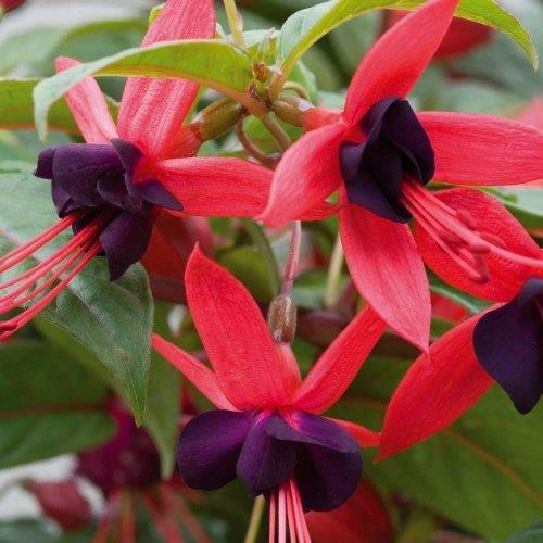 Fuchsia hardy climbing lady - climbing, 'lady
