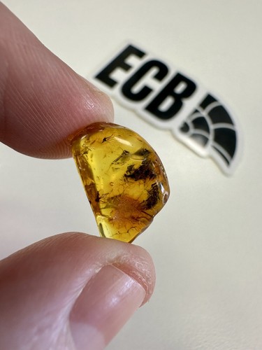Baltic amber with - two, mosquito