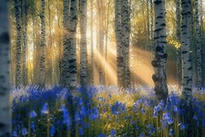 Birch Trees Bluebell Woodland Forest Canvas Picture Print Wall Art