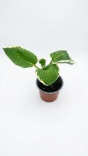 Variegated Hosta Plant Hardy