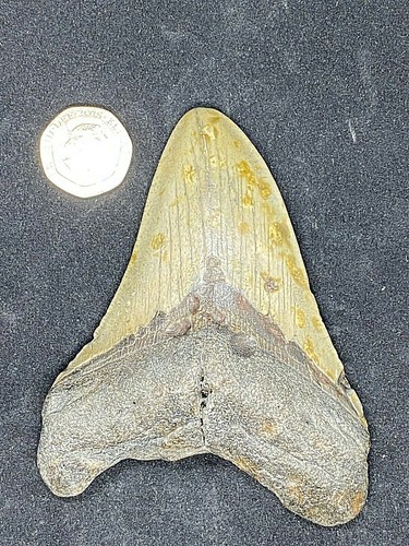 Prehistoric fossil - 3.8",