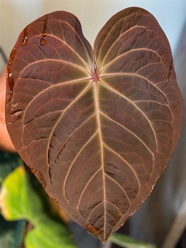 Anthurium tarantula nebula - tarantula,