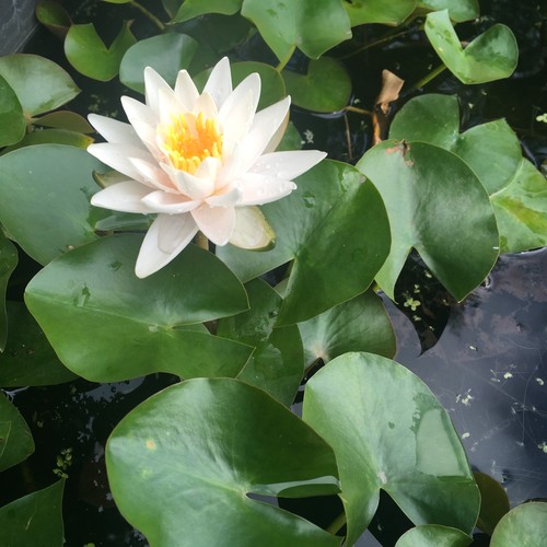 Walter pagels water lily - walter,
