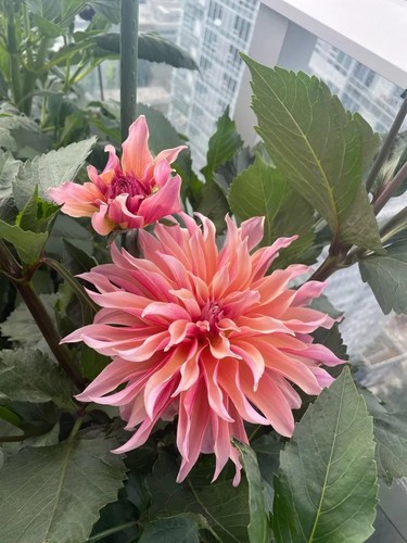 Dahlia labyrinth tuber - dahlia,