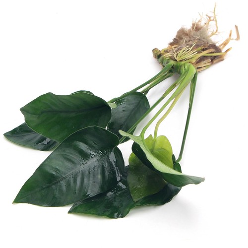 Anubias barteri var nana live - barteri,