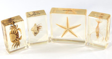 4 Bug Specimens Crustacean