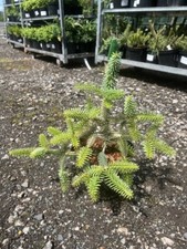 Spanish Fir 'Aurea' | Golden-Tipped Evergreen Conifer Tree - UK Grown