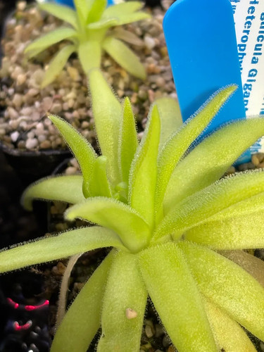 Pinguicula gigantae - pinguicula,