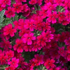 Verbena plug plants red