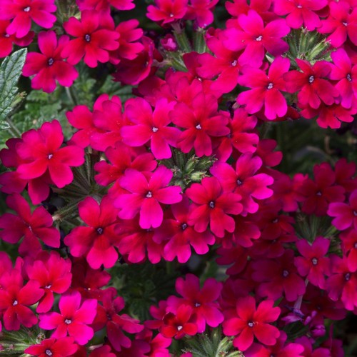 Verbena plug plants red