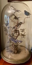 Antique taxidermy birds in glass dome c.Victorian/Edwardian