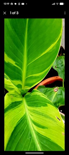 Canna wolfsong plant - canna,