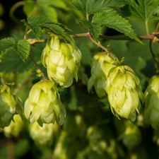 Humulus Lupulus Hop Hardy Perennial Garden Flowering Climber Plant 9cm Pots T&M