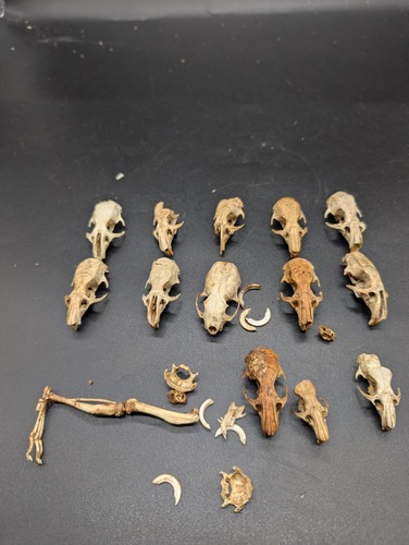 British brown rats and - british,