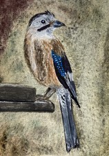 Original Watercolour Jay