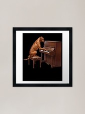 Rhodesian Ridgeback Playing