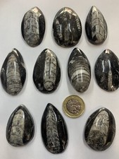 Orthoceras fossils highly - x2,