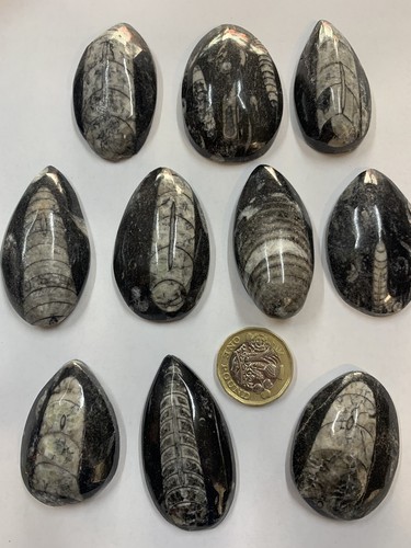 Orthoceras fossils highly - orthoceras,