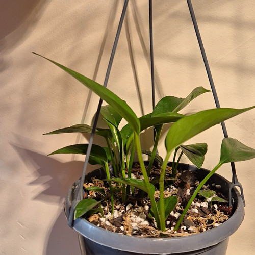Devils ivy 15cm hanging - devils,