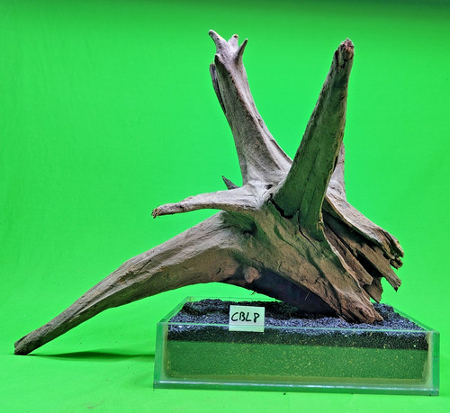 Large corbo root - corbo,
