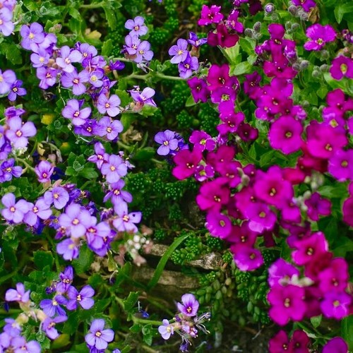 Aubretia mix pink blue - mix,,