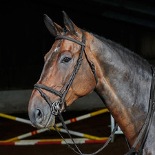 Whitaker Ready To Ride Flash