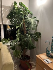 Large Established Swiss Cheese