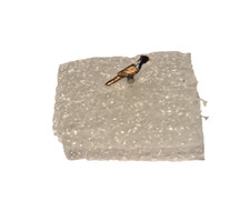 PHEASANT STANDING  BRITSH WILD