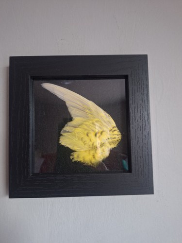 Taxidermy budgie wing not - taxidermy,