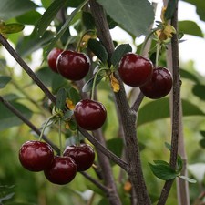 Morello Cherry Tree 5-6ft