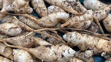 8x Jerusalem Artichoke Tubers Freshly Picked And Packaged