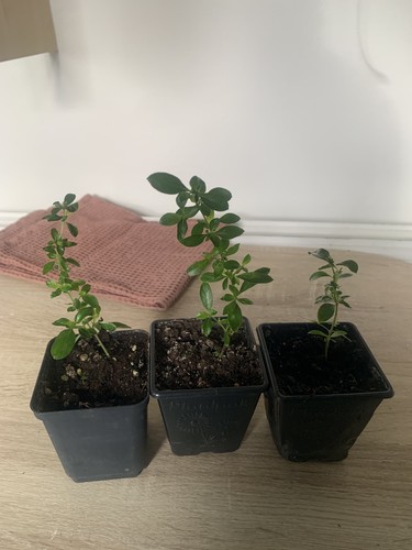Sarissa tree a - 3x,