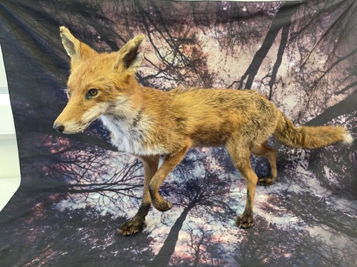 Brand new life - size, fox