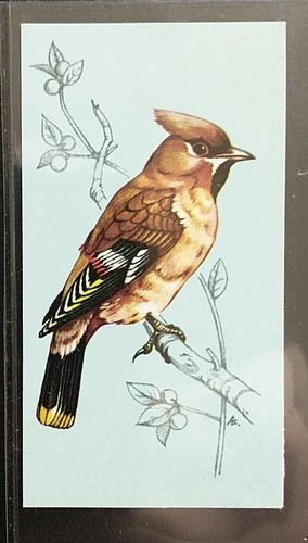 Tetley british birds - (tea)-british,