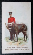 SOUTH WALES BORDERERS   Wildebeest Mascot  Vintage 1911 Card