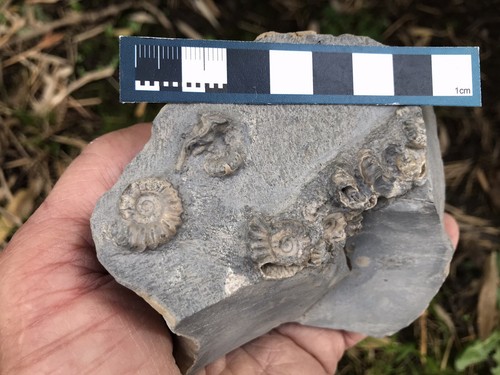 Calcite ammonites - ammonites, in