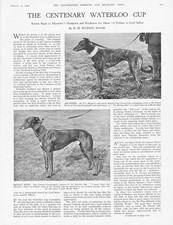 COURSING Greyhounds The
