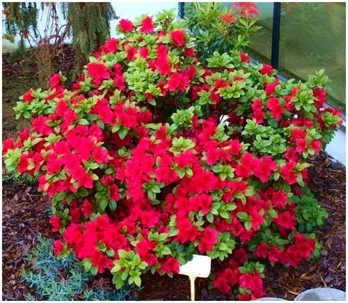 Dwarf japanese azalea japonica - japanese,